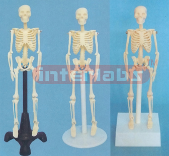 20 CM TALL, ADULT BONECOLOUR SKELETON